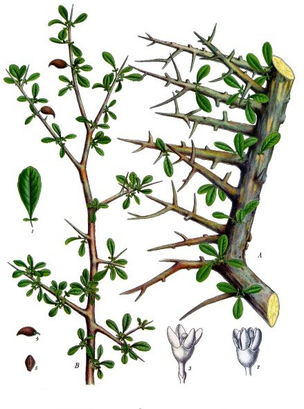 Tinh dầu Mộc dược (Commiphora myrrha) — minh hoạ thực vật