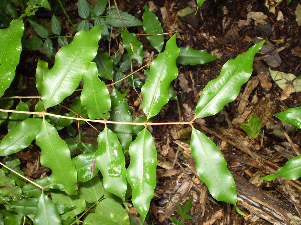Tinh dầu Sim hồi (Backhousia anisata) — minh hoạ thực vật
