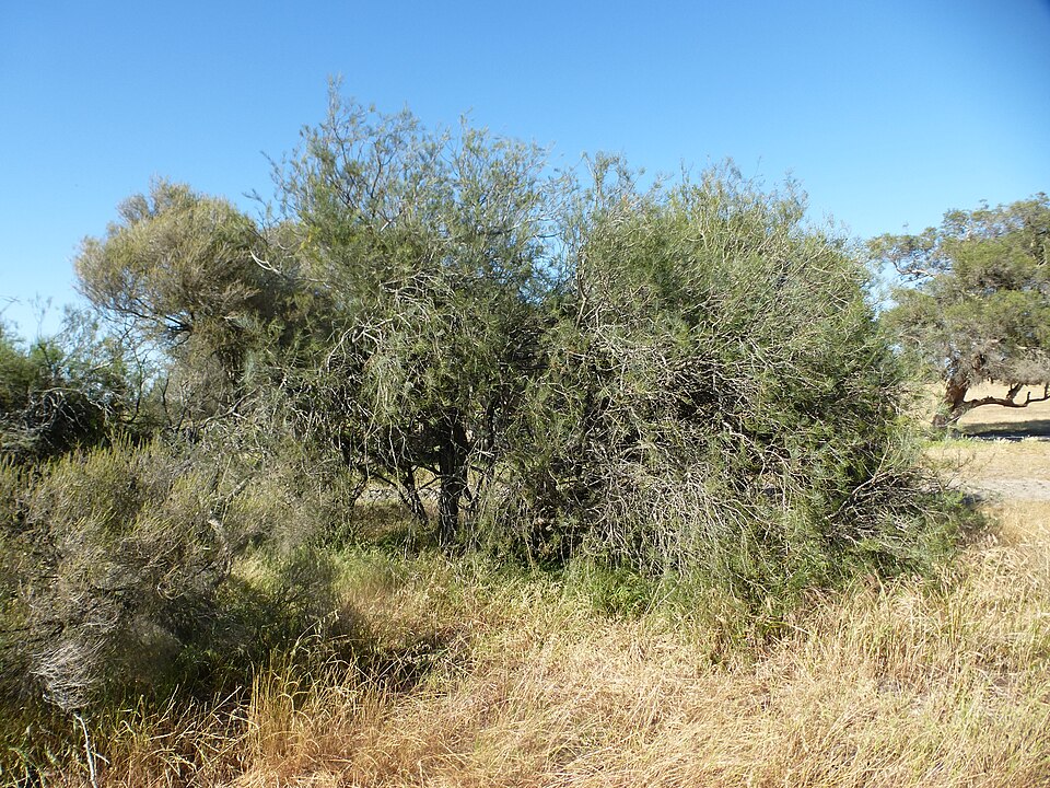 Tinh dầu Sim mật ong (Melaleuca teretifolia) — minh hoạ thực vật