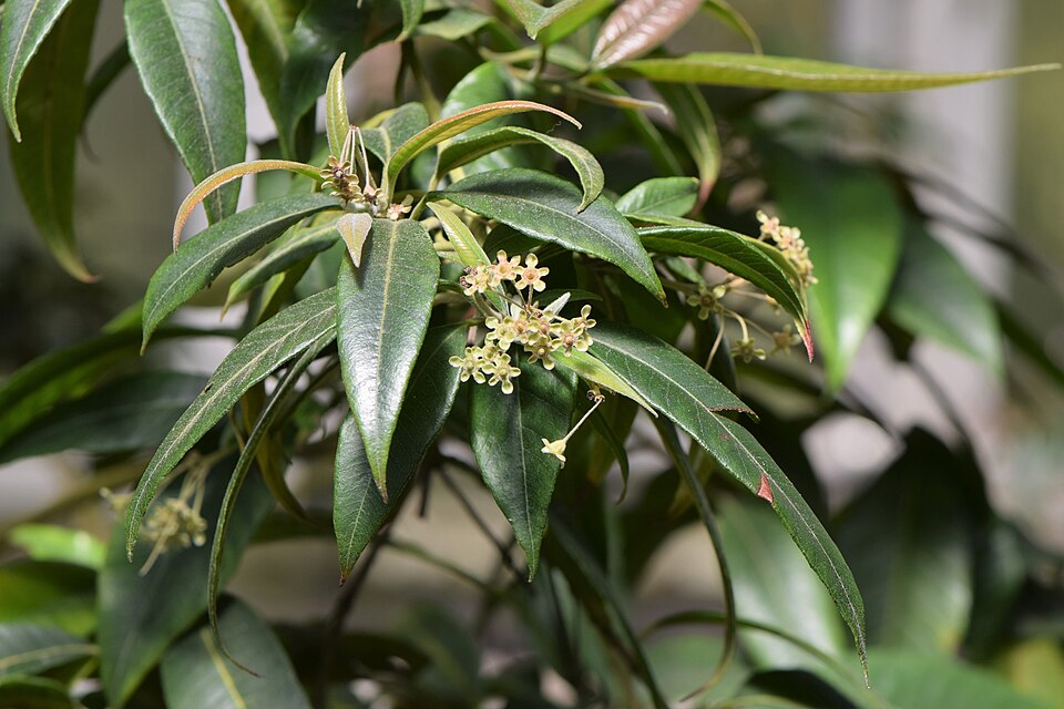 Tinh dầu Sim chanh (Backhousia citriodora) — minh hoạ thực vật