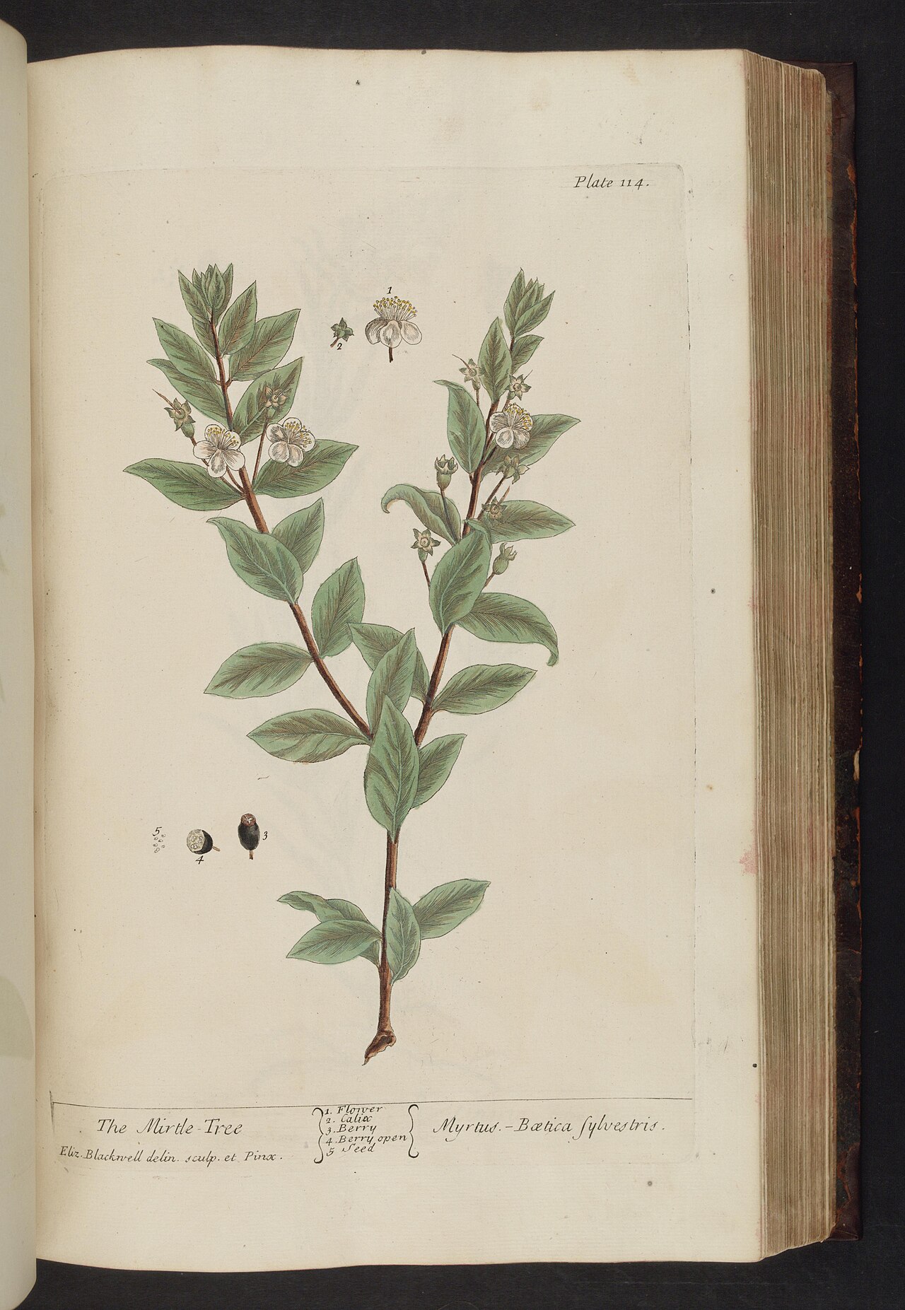 Tinh dầu Cây sim (Myrtus communis) — minh hoạ thực vật