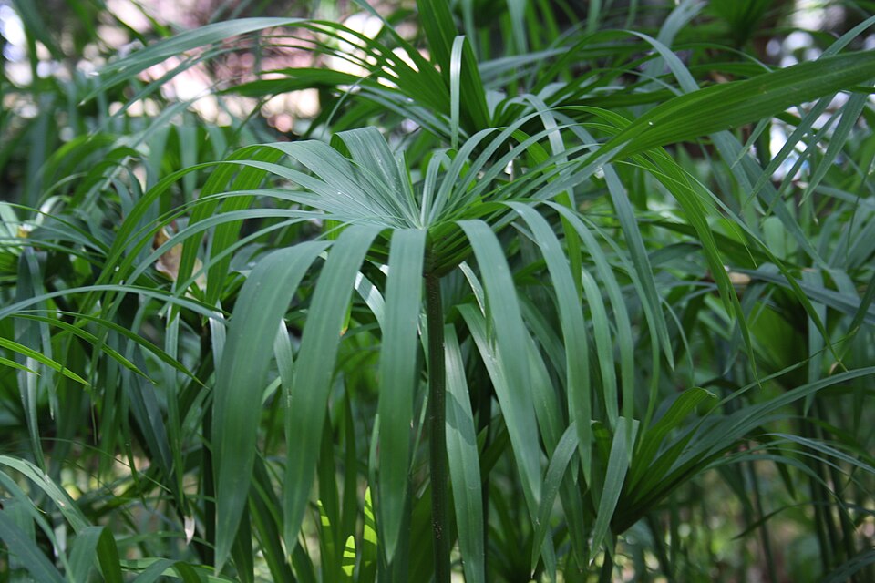 Tinh dầu Cỏ cú (Cyperus scariosus) — minh hoạ thực vật