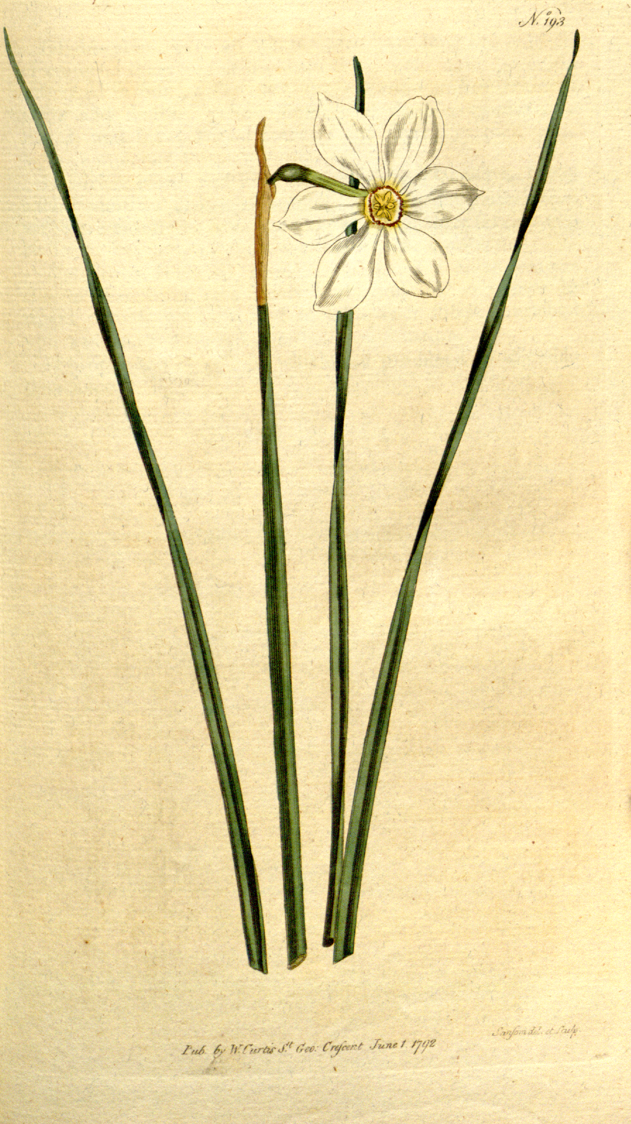 Tinh dầu Hoa thủy tiên (Narcissus poeticus) — minh hoạ thực vật