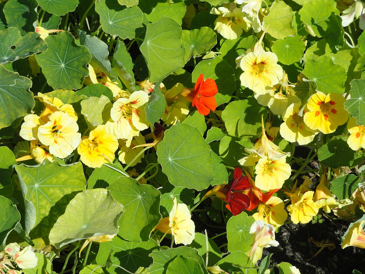 Tinh dầu Sen cạn (Tropaeolum majus) — minh hoạ thực vật