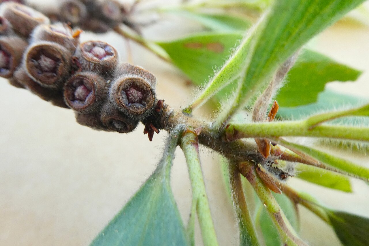 Tinh dầu Niaouli (CT cineole) (Melaleuca quinquenervia) — minh hoạ thực vật