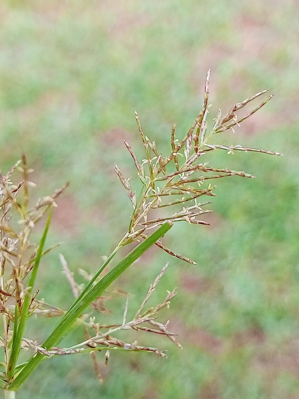Tinh dầu Cỏ cú (Cyperus rotundus) — minh hoạ thực vật