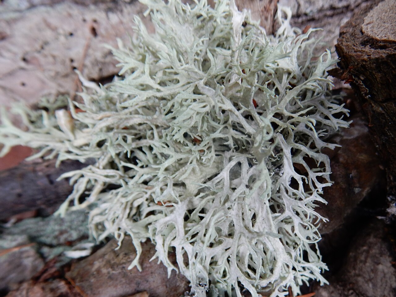 Tinh dầu Rêu Sồi (Evernia prunastri) — minh hoạ thực vật