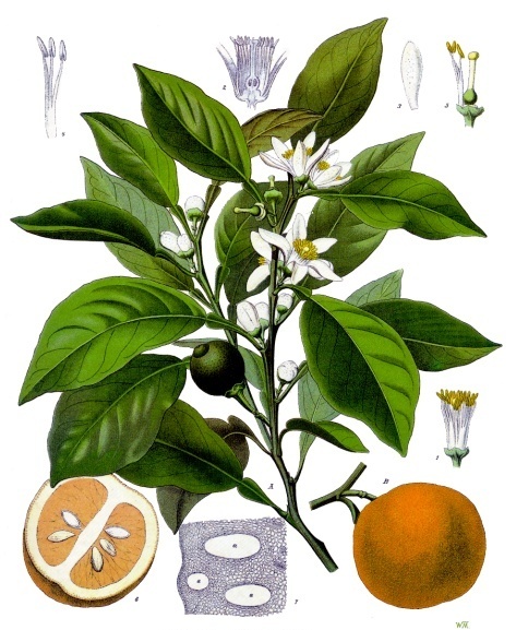 Tinh dầu Hoa cam (Citrus x aurantium) — minh hoạ thực vật
