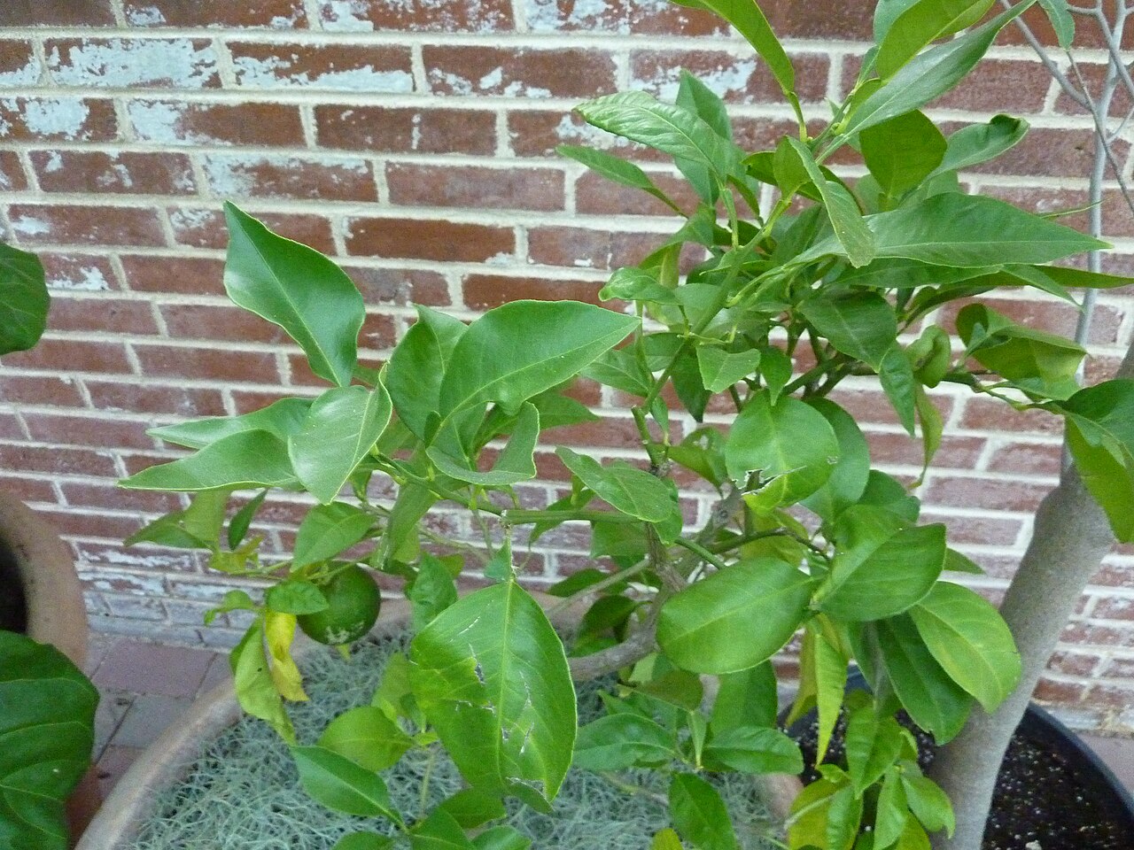Tinh dầu Lá cam (Citrus x aurantium) — minh hoạ thực vật