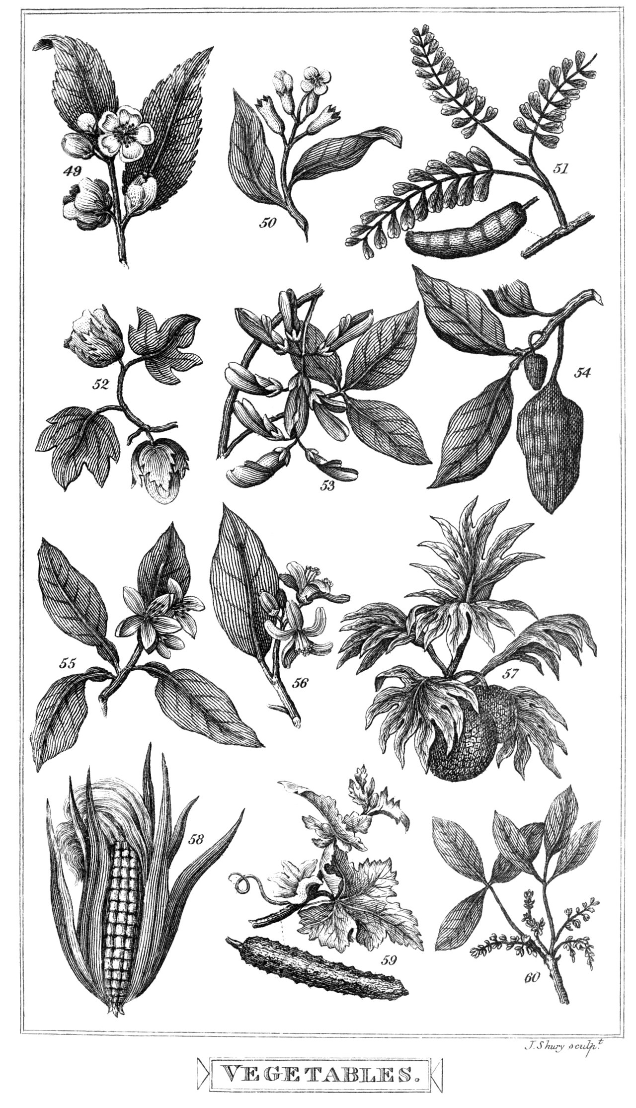 Tinh dầu Cam ngọt (Citrus sinensis) — minh hoạ thực vật