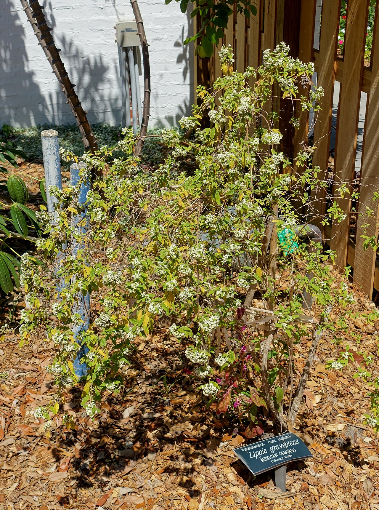 Tinh dầu Kinh giới Mexico (Lippia graveolens) — minh hoạ thực vật