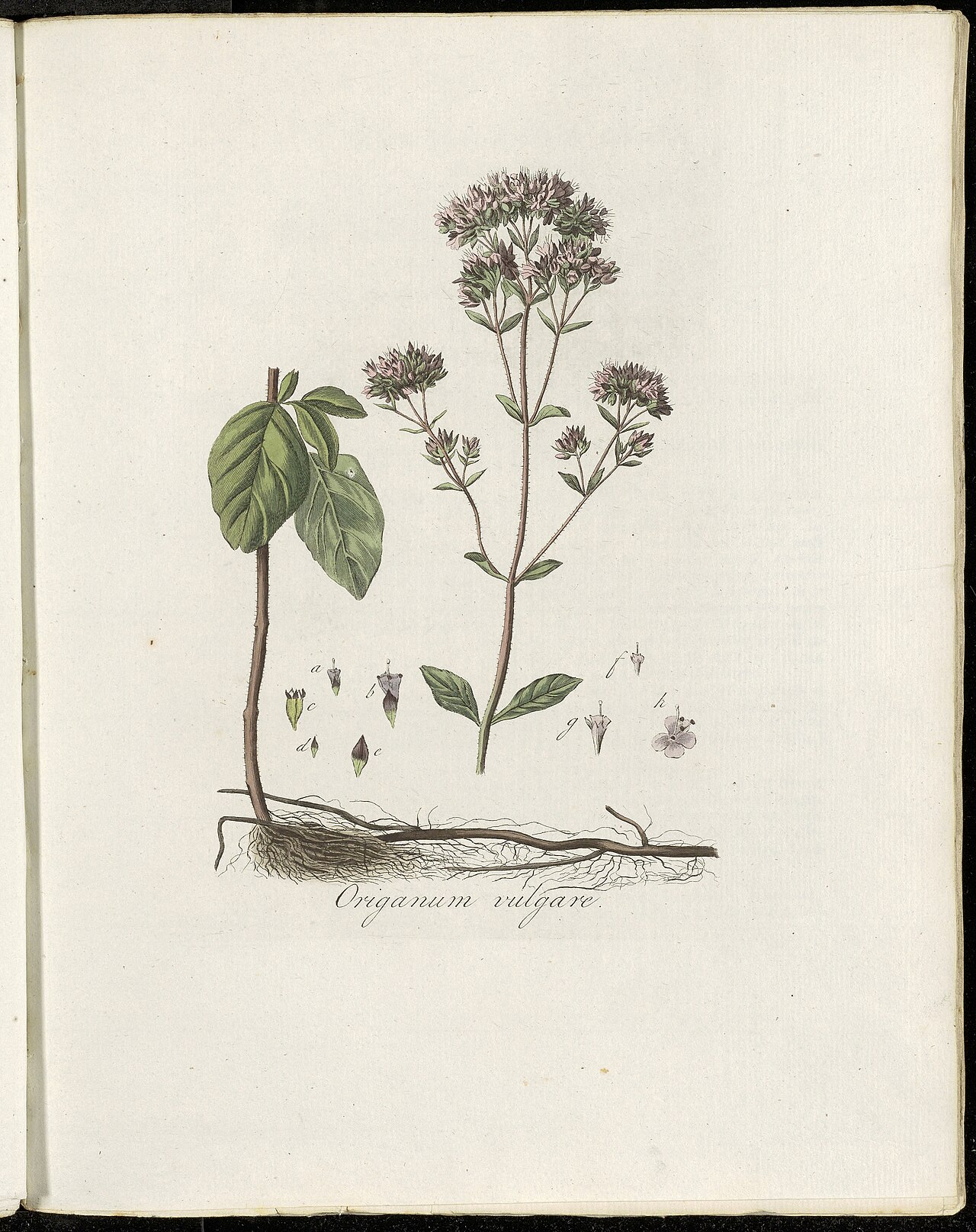 Tinh dầu Kinh giới (Origanum vulgare) — minh hoạ thực vật