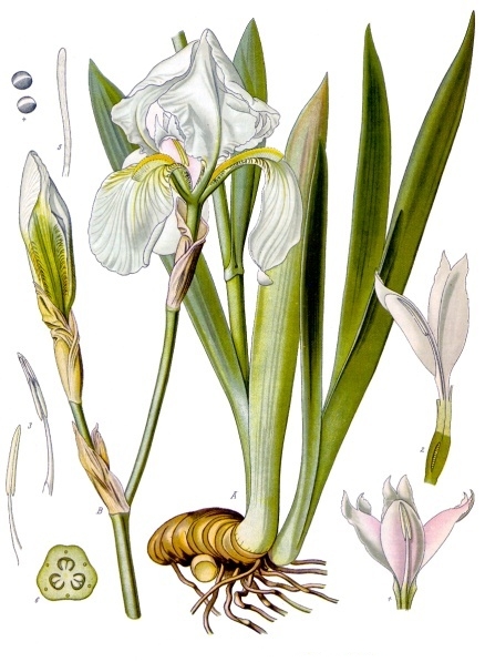 Tinh dầu Diên vĩ (Iris pallida / Iris germanica) — minh hoạ thực vật
