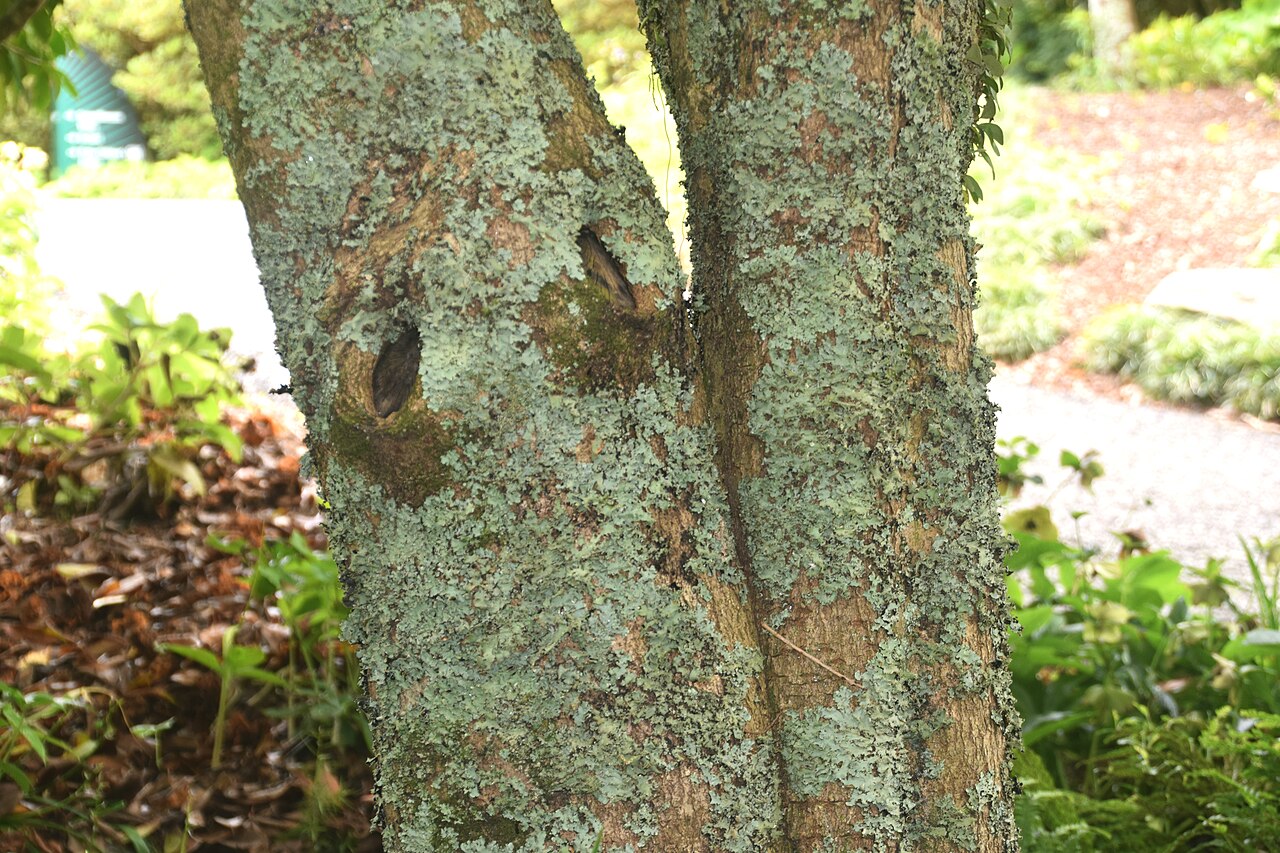 Tinh dầu Mộc tê (Osmanthus fragrans) — minh hoạ thực vật