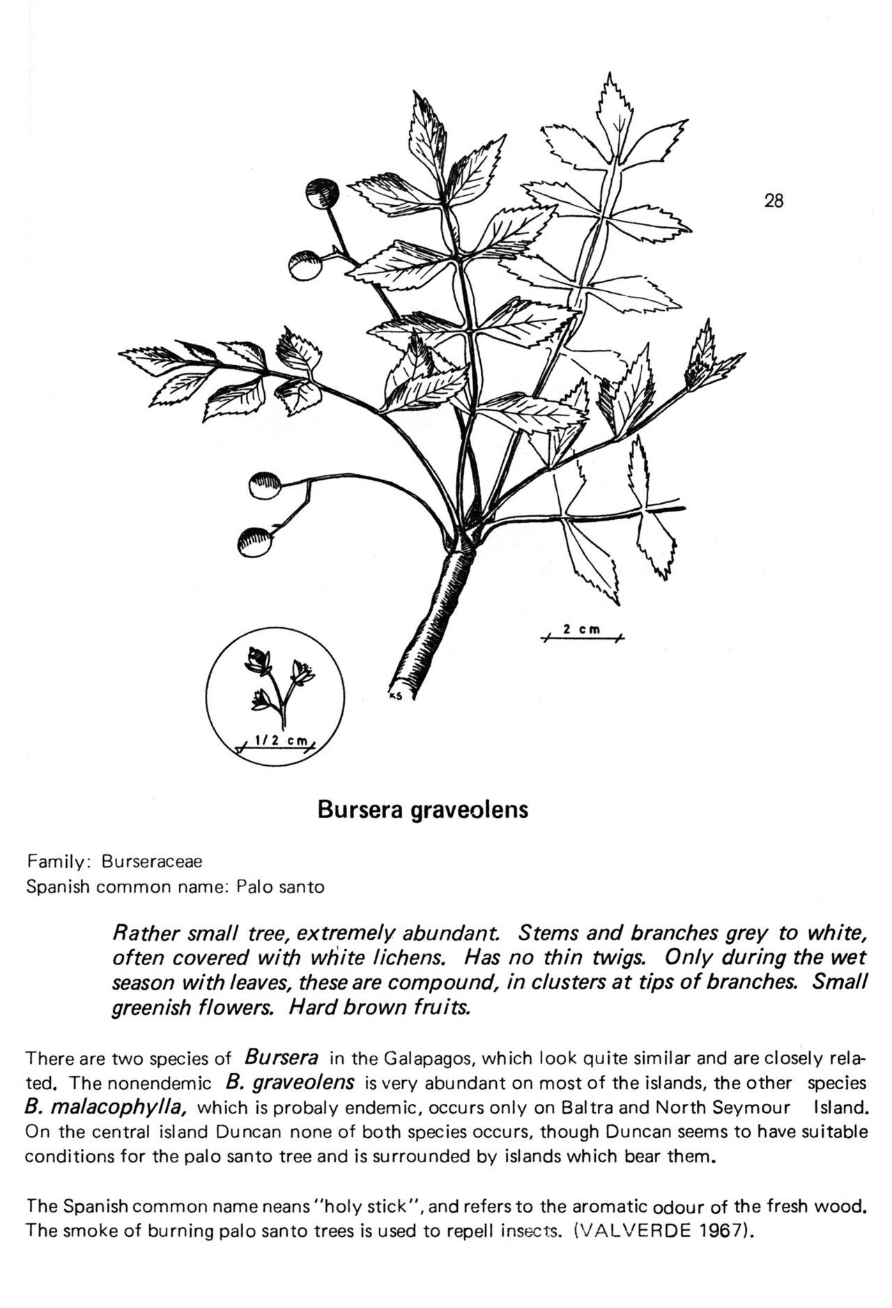 Tinh dầu Palo Santo (Bursera graveolens) — minh hoạ thực vật