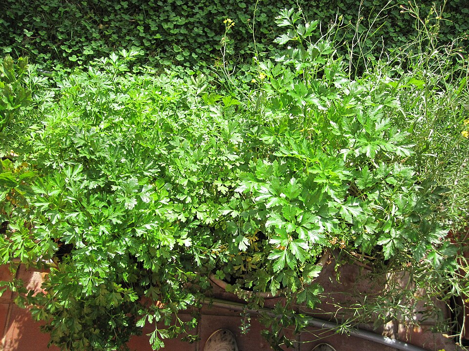 Tinh dầu Ngò tây (hạt) (Petroselinum sativum) — minh hoạ thực vật