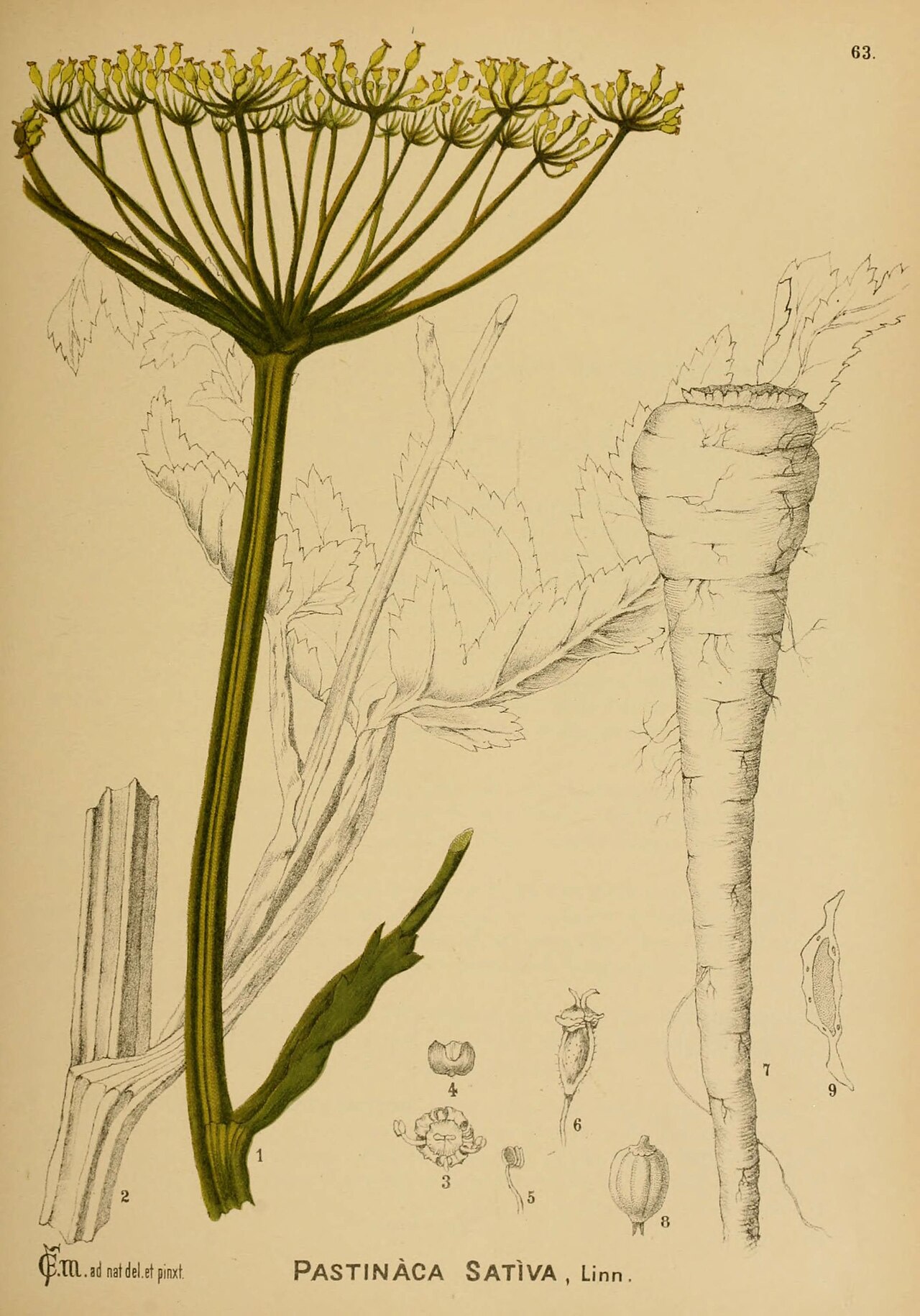 Tinh dầu Củ cải Pastinaca (Pastinaca sativa) — minh hoạ thực vật
