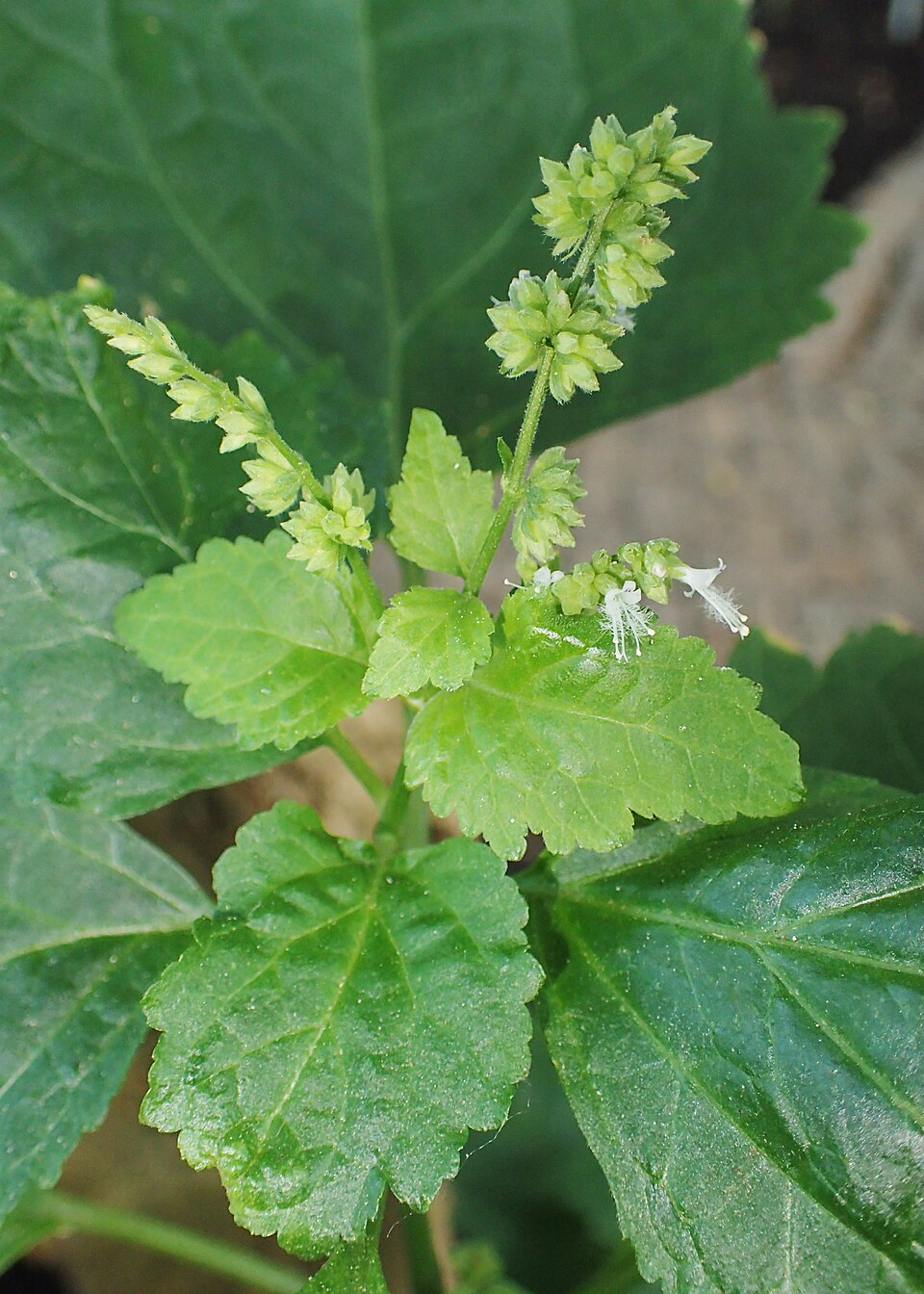 Tinh dầu Hoắc hương (Pogostemon cablin) — minh hoạ thực vật