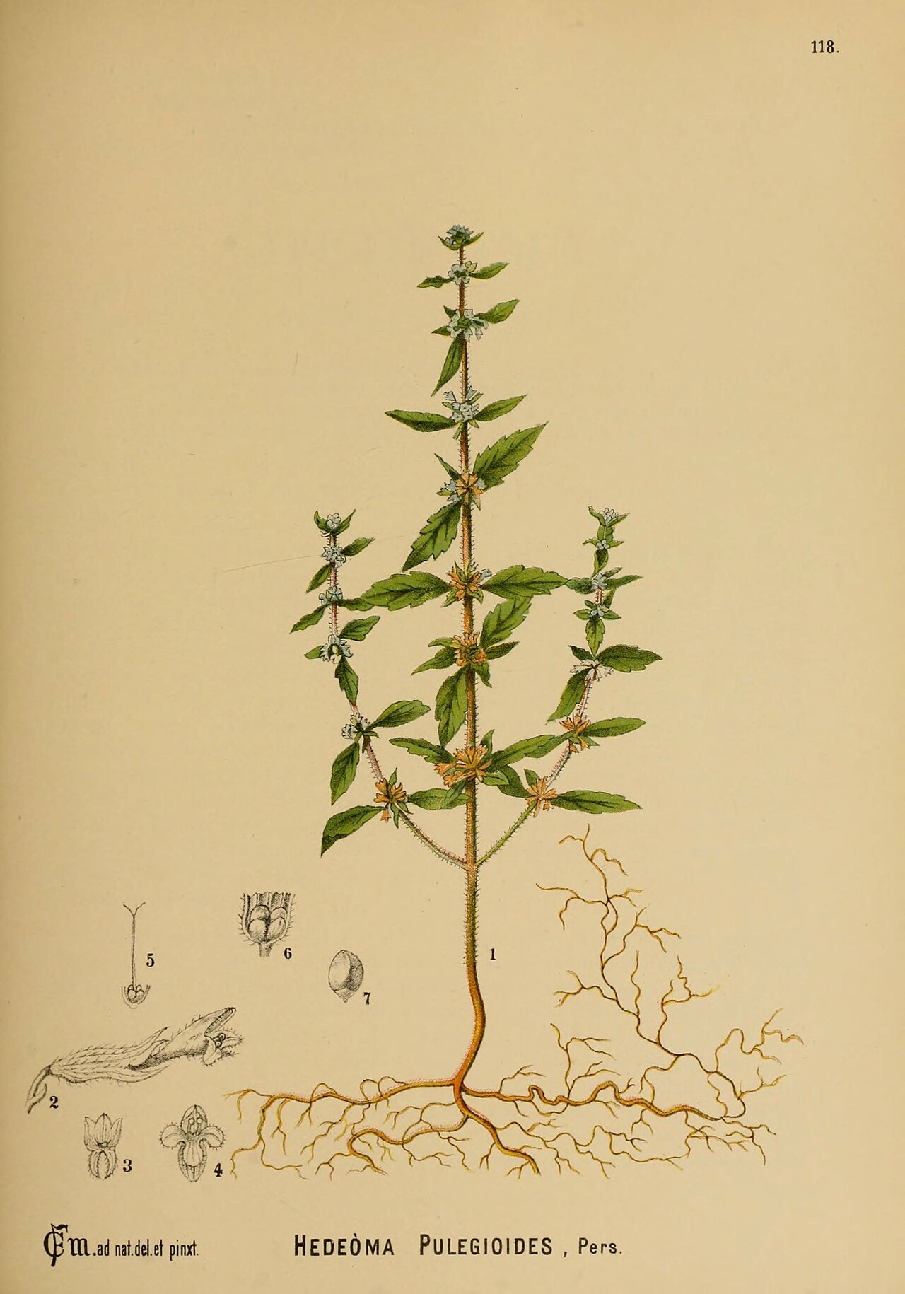 Tinh dầu Bạc hà hoa (Hedeoma pulegioides / Mentha pulegium / Micromeria fruticosa) — minh hoạ thực vật