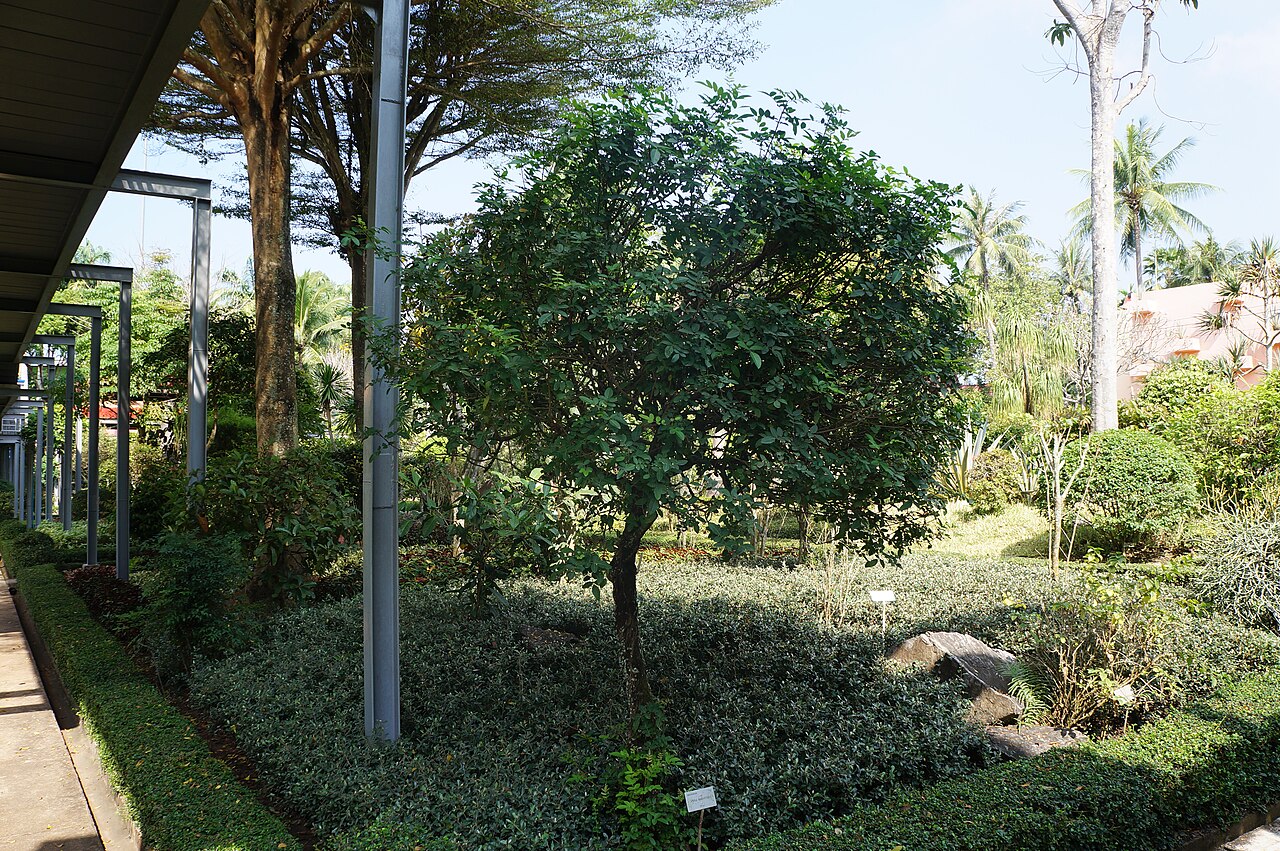 Tinh dầu Tiêu hồng (Schinus terebinthifolius) — minh hoạ thực vật
