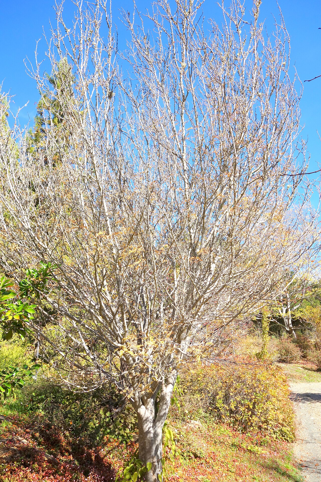 Tinh dầu Hoa tiêu Tứ Xuyên (Zanthoxylum piperitum / Zanthoxylum simulans) — minh hoạ thực vật