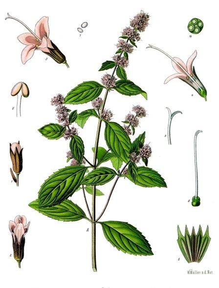 Tinh dầu Bạc hà cay (Mentha × piperita) — minh hoạ thực vật