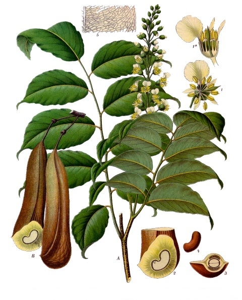 Tinh dầu Nhựa Peru (Myroxylon balsamum var. pereirae) — minh hoạ thực vật