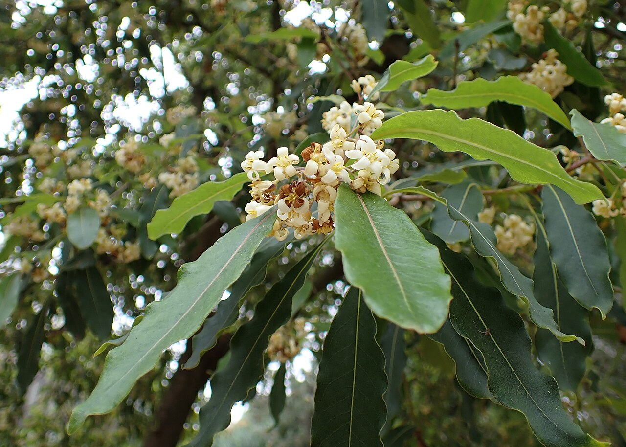 Tinh dầu Peta (Pittosporum undulatum) — minh hoạ thực vật