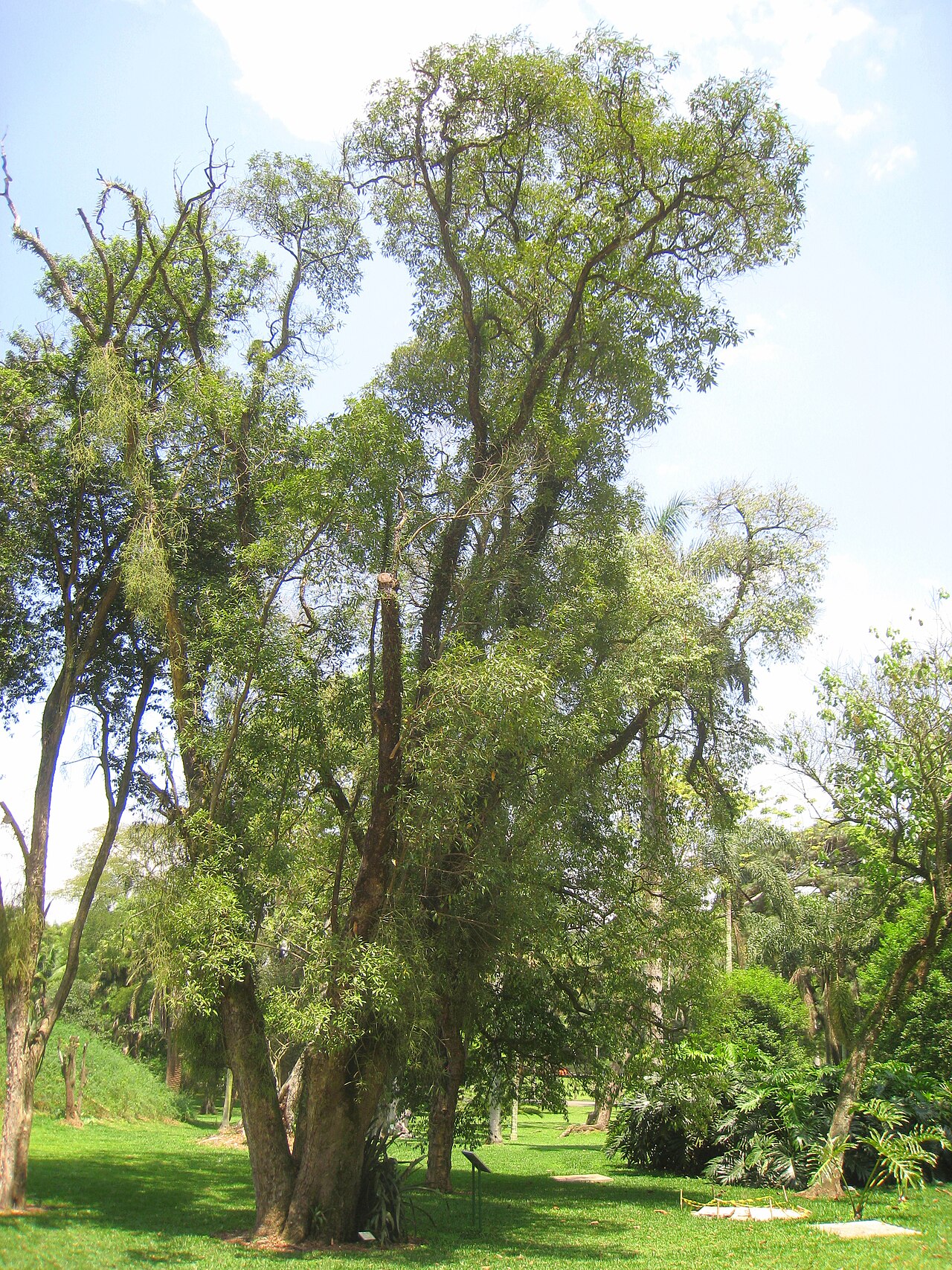 Tinh dầu Phoebe (Phoebe porosa) — minh hoạ thực vật