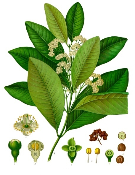 Tinh dầu Hồ tiêu Jamaica (Pimenta dioica) — minh hoạ thực vật
