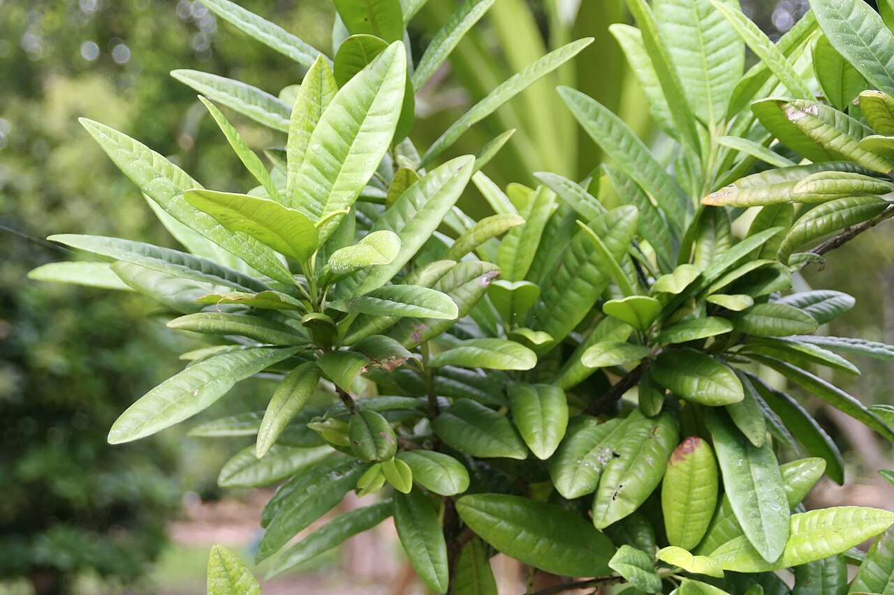 Tinh dầu Hồ tiêu Jamaica (lá) (Pimenta dioica) — minh hoạ thực vật