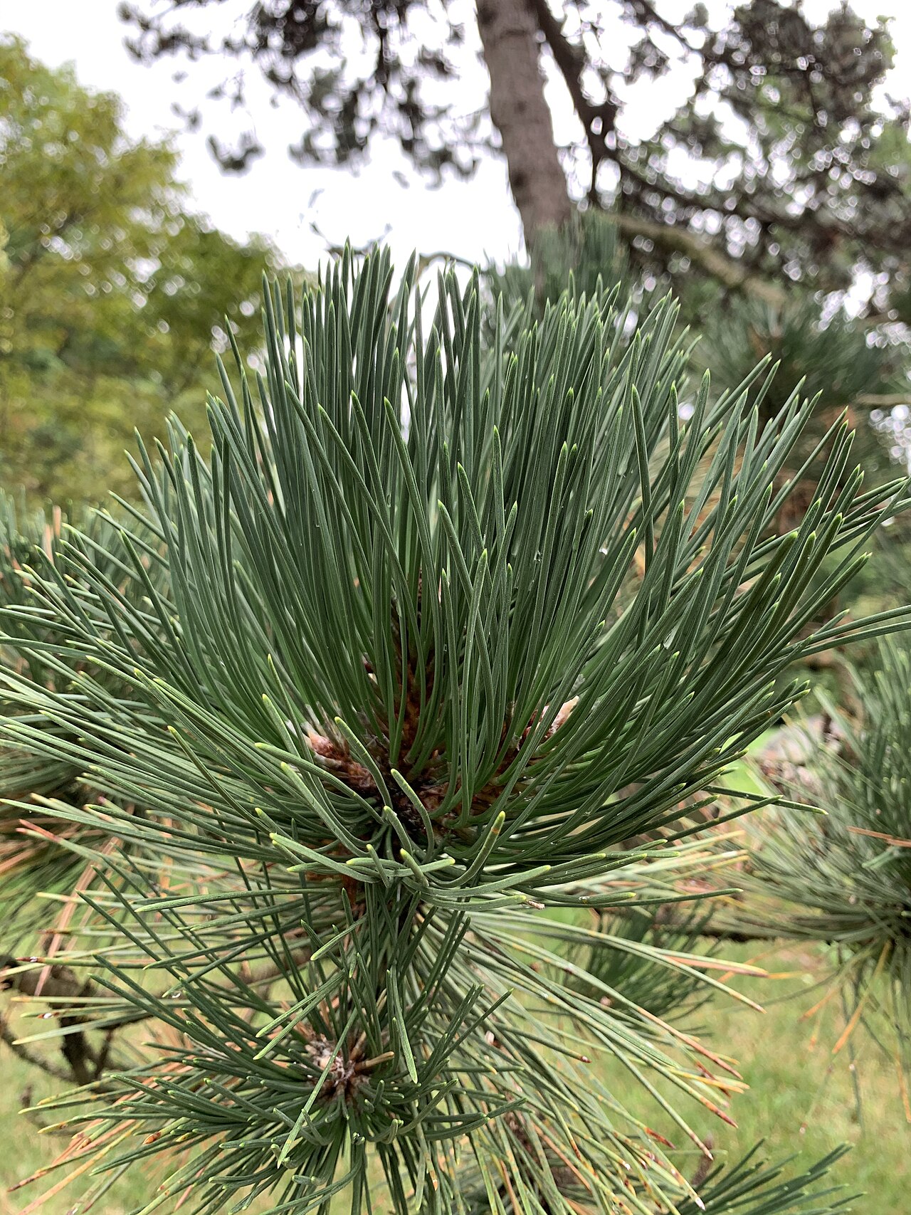 Tinh dầu Thông đen (Pinus nigra) — minh hoạ thực vật
