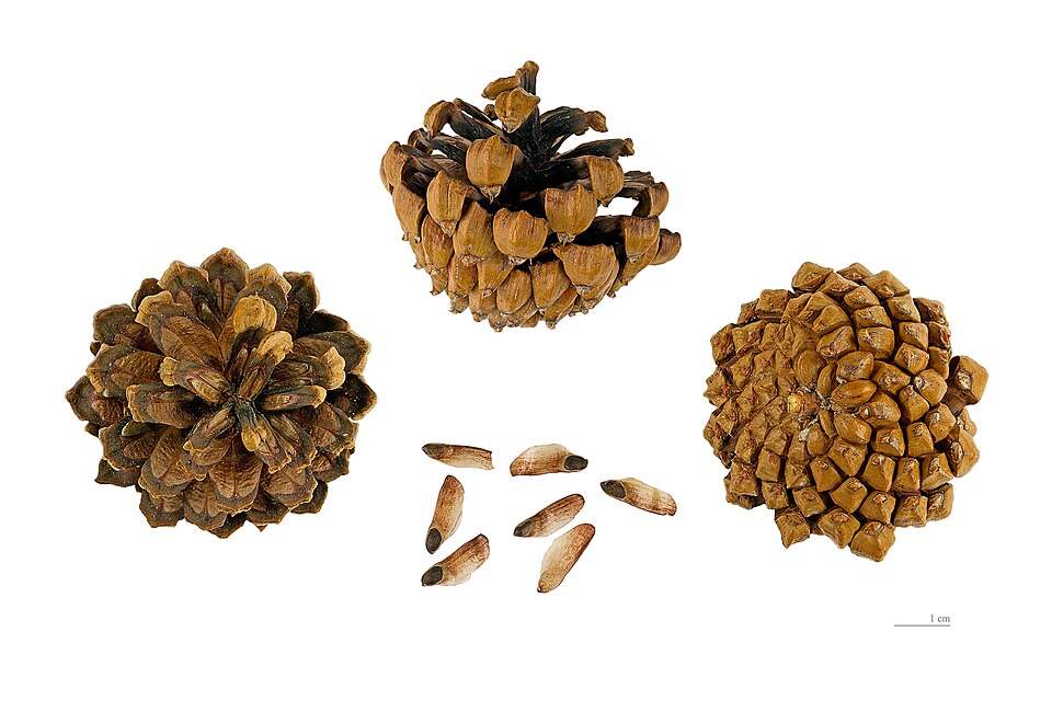 Tinh dầu Thông lùn (Pinus mugo) — minh hoạ thực vật