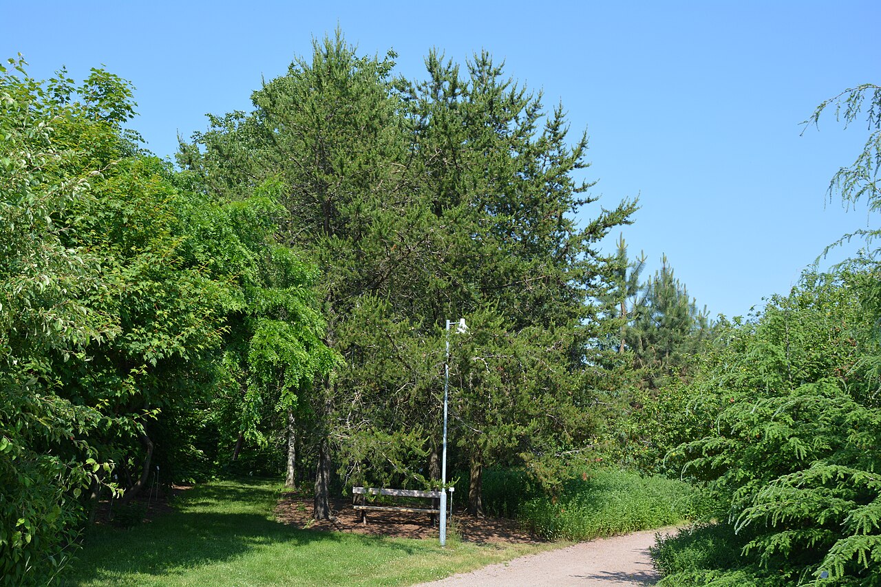 Tinh dầu Thông xám (Pinus banksiana) — minh hoạ thực vật
