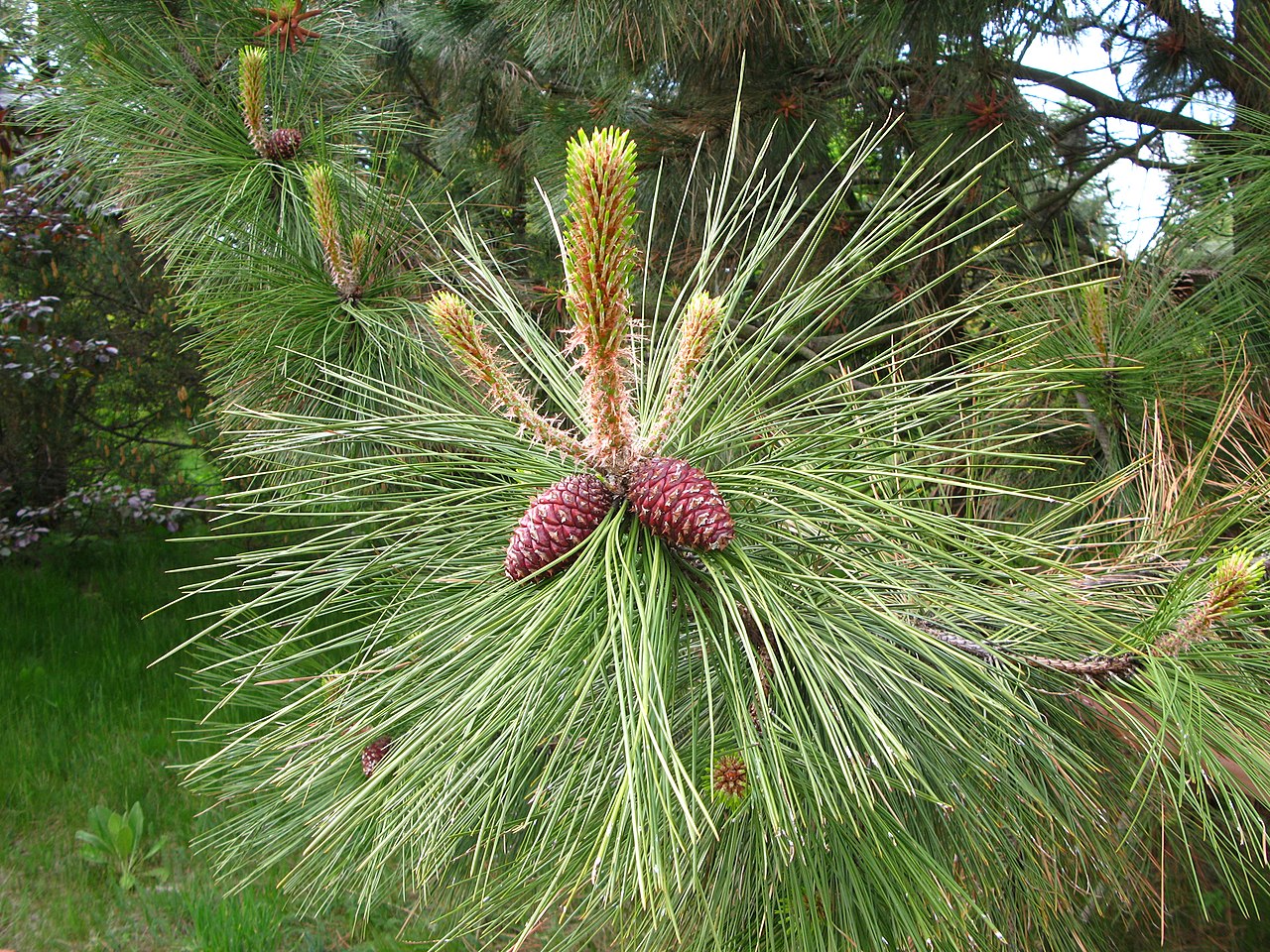 Tinh dầu Thông Ponderosa (Pinus ponderosa) — minh hoạ thực vật