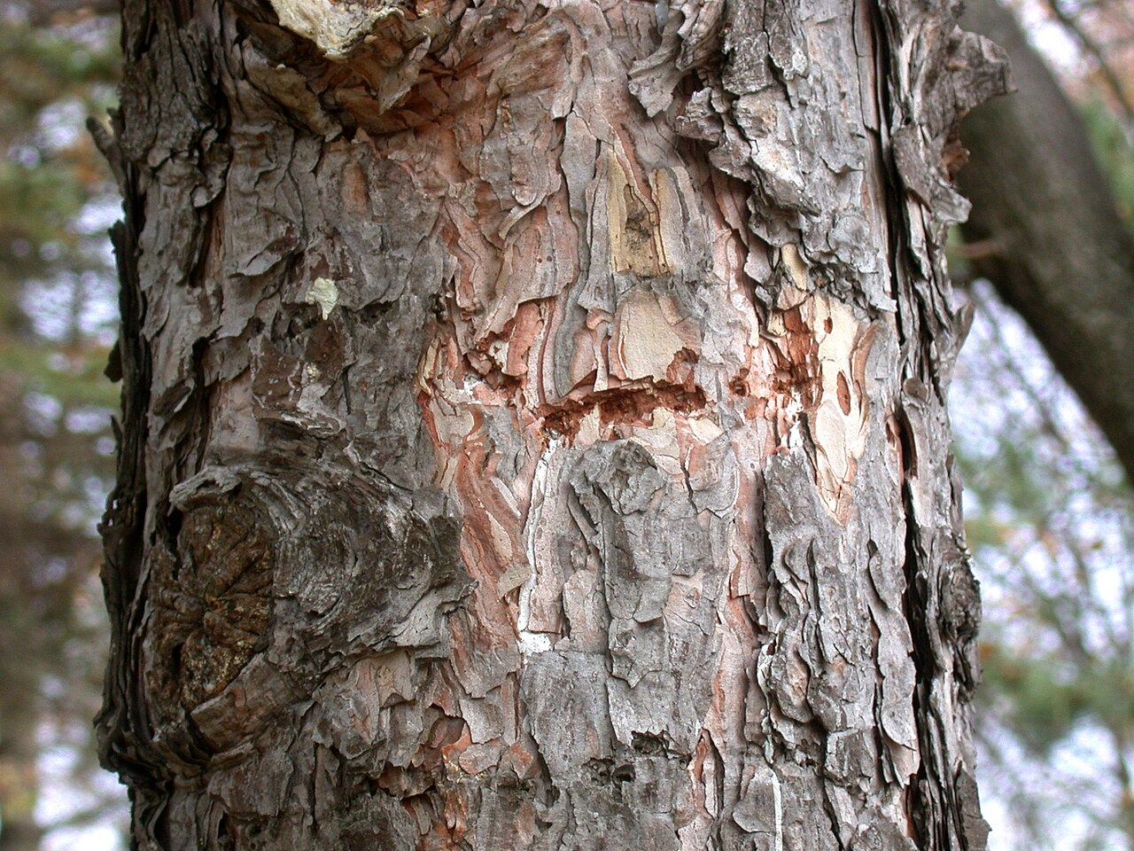 Tinh dầu Thông đỏ (Pinus resinosa) — minh hoạ thực vật
