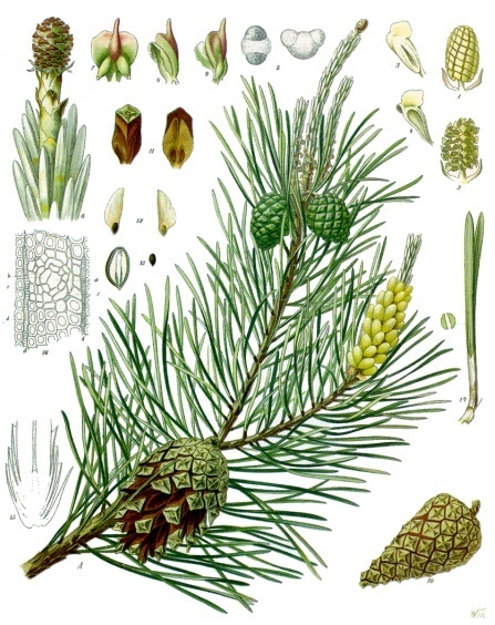 Tinh dầu Thông Scotland (Pinus sylvestris) — minh hoạ thực vật
