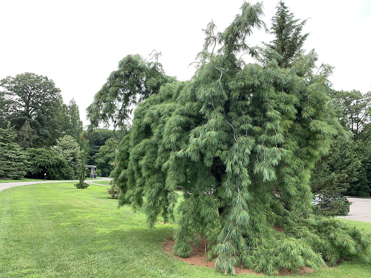 Tinh dầu Thông trắng (Pinus strobus) — minh hoạ thực vật