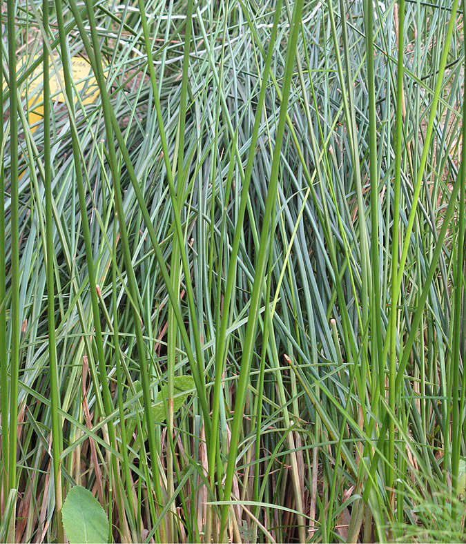 Tinh dầu Piri-Piri (Cyperus articulatus) — minh hoạ thực vật