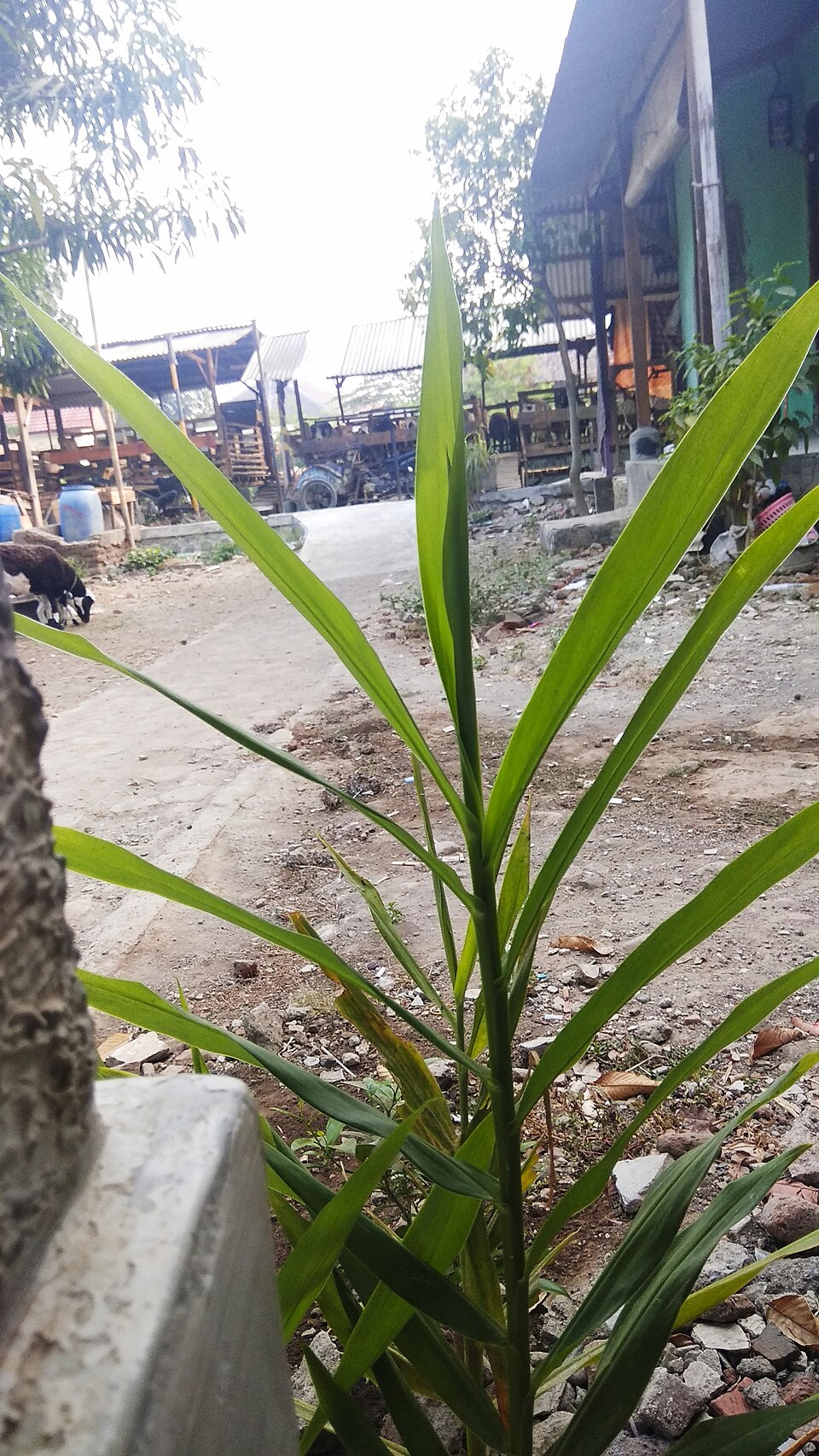 Tinh dầu Plai (Zingiber cassumunar) — minh hoạ thực vật