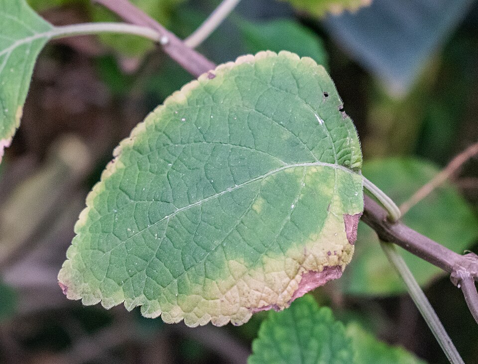 Tinh dầu Plectranthus (Plectranthus fruticosus) — minh hoạ thực vật