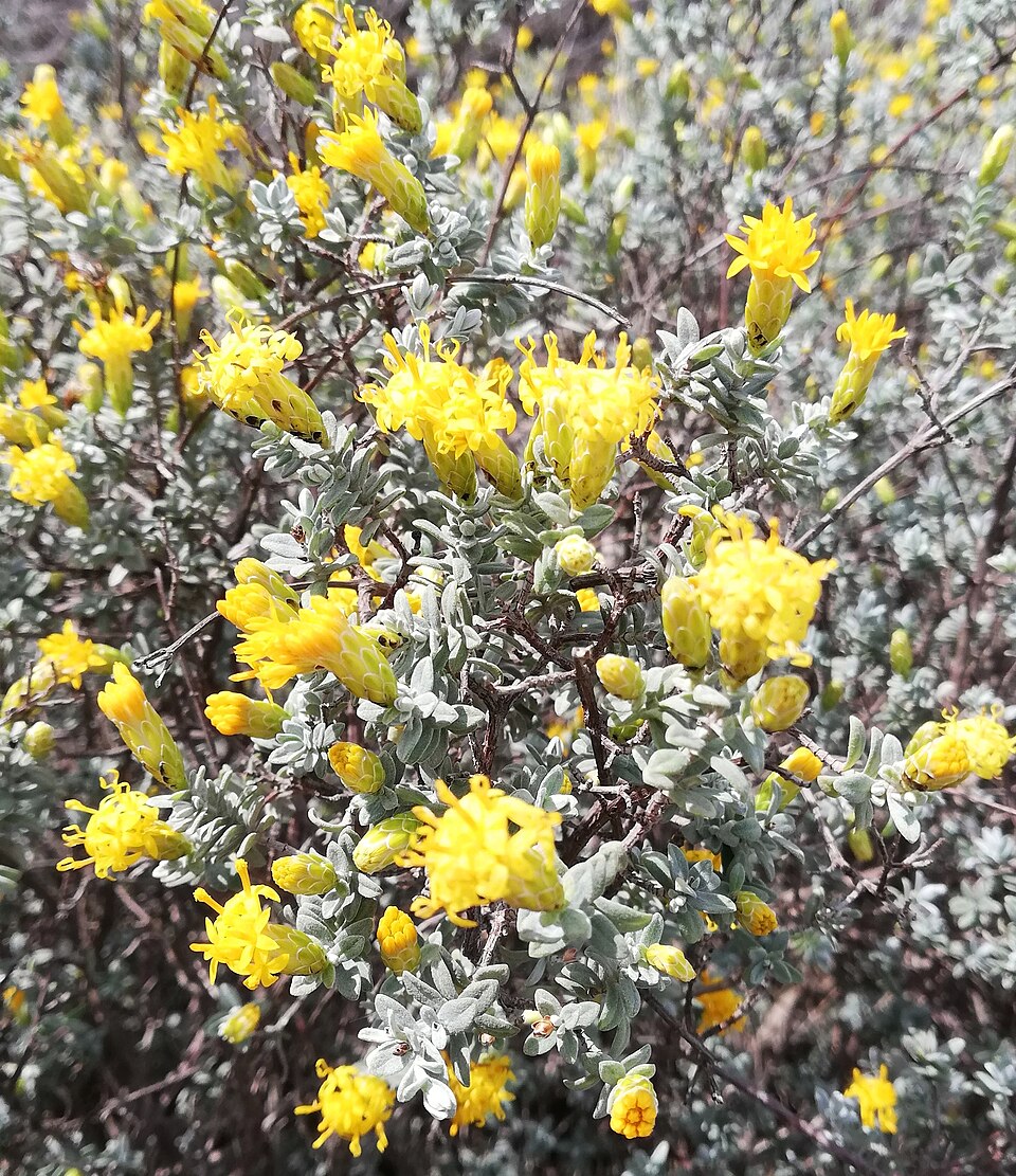 Tinh dầu Pteronia (Pteronia incana) — minh hoạ thực vật