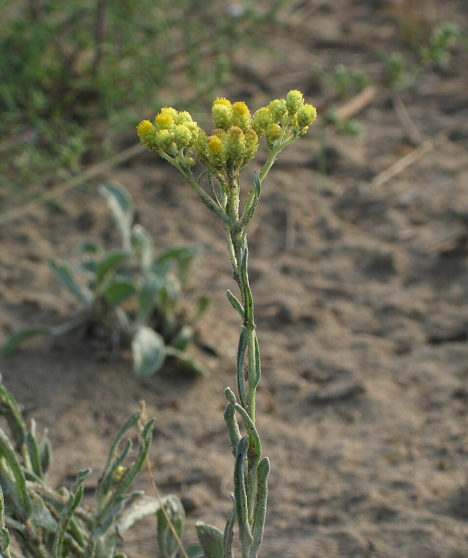 Tinh dầu Rambiazana (Helichrysum gymnocephalum) — minh hoạ thực vật