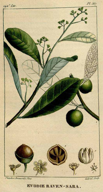 Tinh dầu Ravensara (vỏ) (Ravensara aromatica) — minh hoạ thực vật