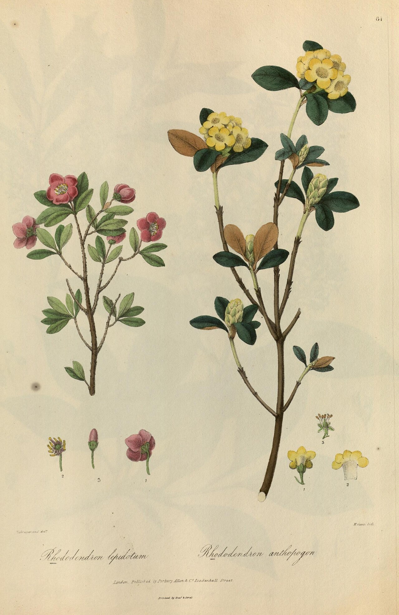 Tinh dầu Đỗ quyên (Rhododendron anthopogon) — minh hoạ thực vật