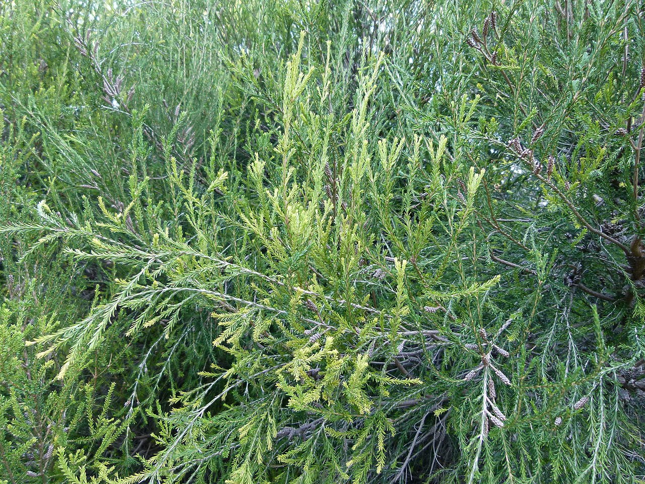 Tinh dầu Rosalina (Melaleuca ericifolia) — minh hoạ thực vật