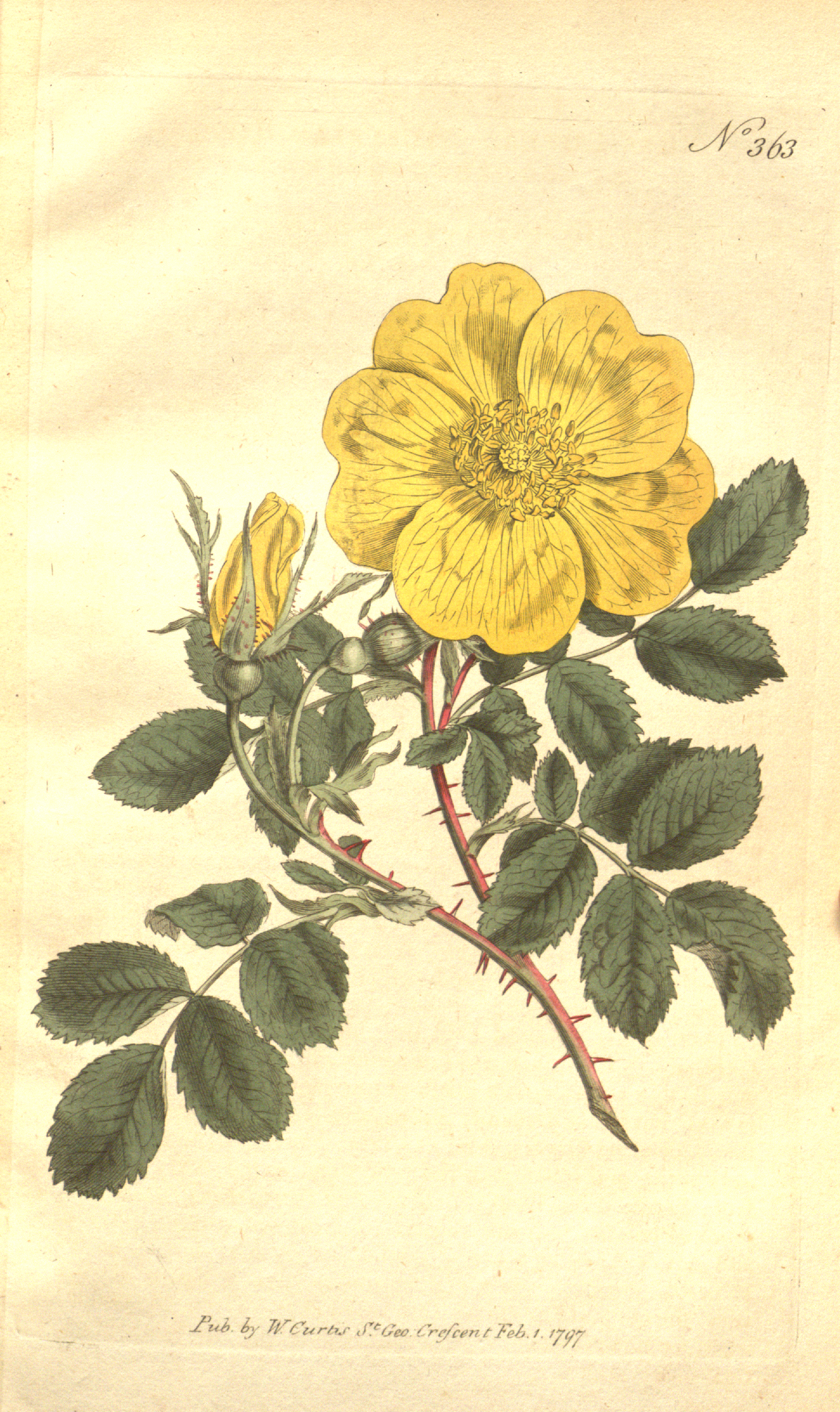 Tinh dầu Hoa hồng Damask (Rosa × damascena) — minh hoạ thực vật