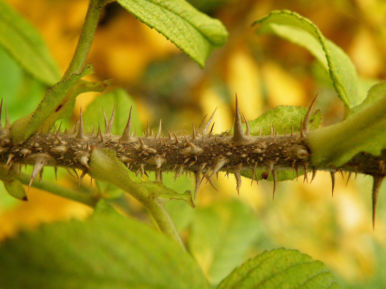 Tinh dầu Hoa hồng Nhật (Rosa rugosa) — minh hoạ thực vật
