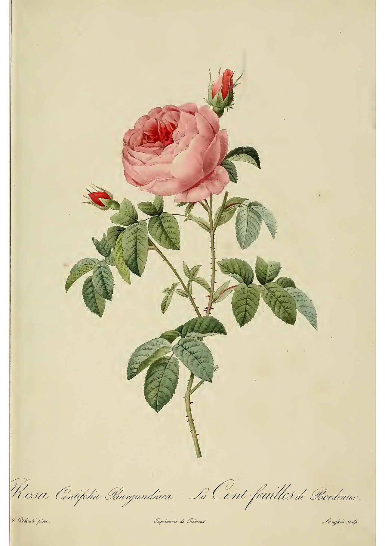 Tinh dầu Hoa hồng Provence (Rosa × centifolia) — minh hoạ thực vật