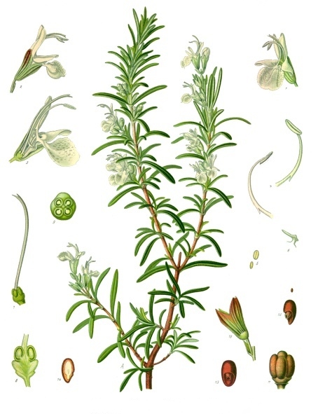 Tinh dầu Hương thảo (Rosmarinus officinalis) — minh hoạ thực vật